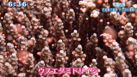楽園の海 石垣島で撮影 サンゴの産卵！