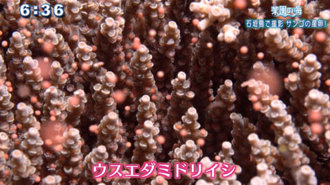 楽園の海 石垣島で撮影 サンゴの産卵！