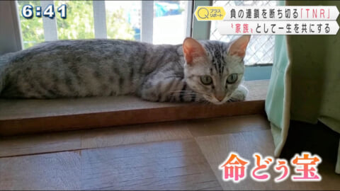 足元の「命どぅ宝」に思いを～北部ＴＮＲの現実～