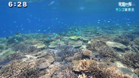 楽園の海 サンゴ観察会