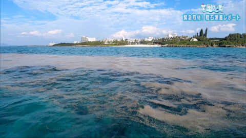 楽園の海 緊急取材！軽石漂着