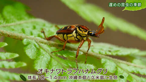 リュウキュウの自然 遅めの昆虫の季節