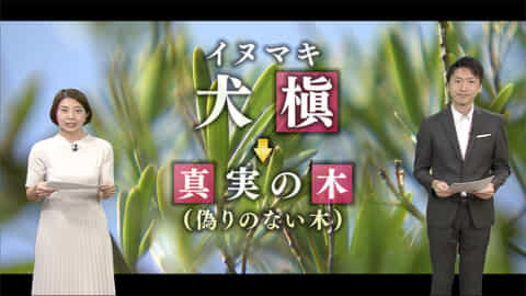 首里城2026 復興のキセキ 県産イヌマキを首里城に