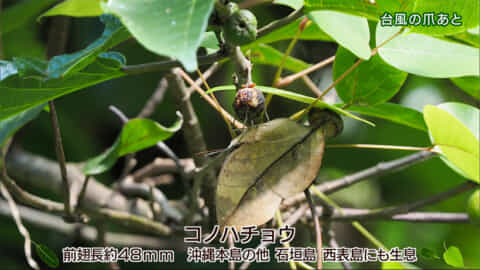 リュウキュウの自然「台風の爪痕」