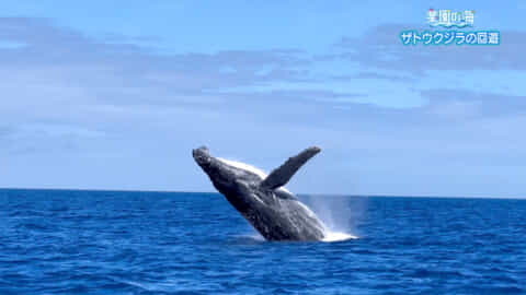 楽園の海「ザトウクジラの回遊」