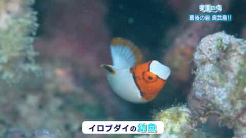 楽園の海「最後の砦　奥武島！！」