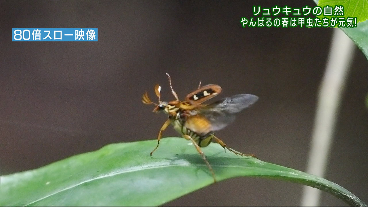 リュウキュウの自然 やんばるに春