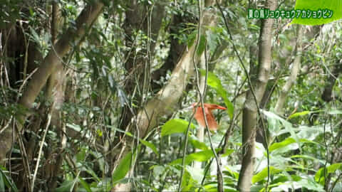 リュウキュウの自然_夏の鳥リュウキュウアカショウビン