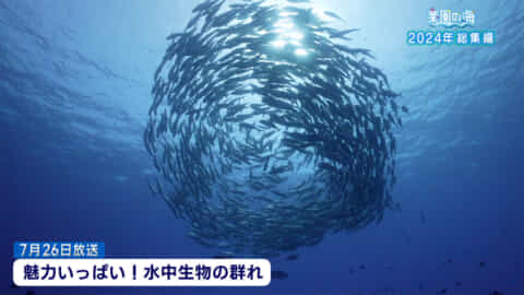 楽園の海「２０２４年　総集編」