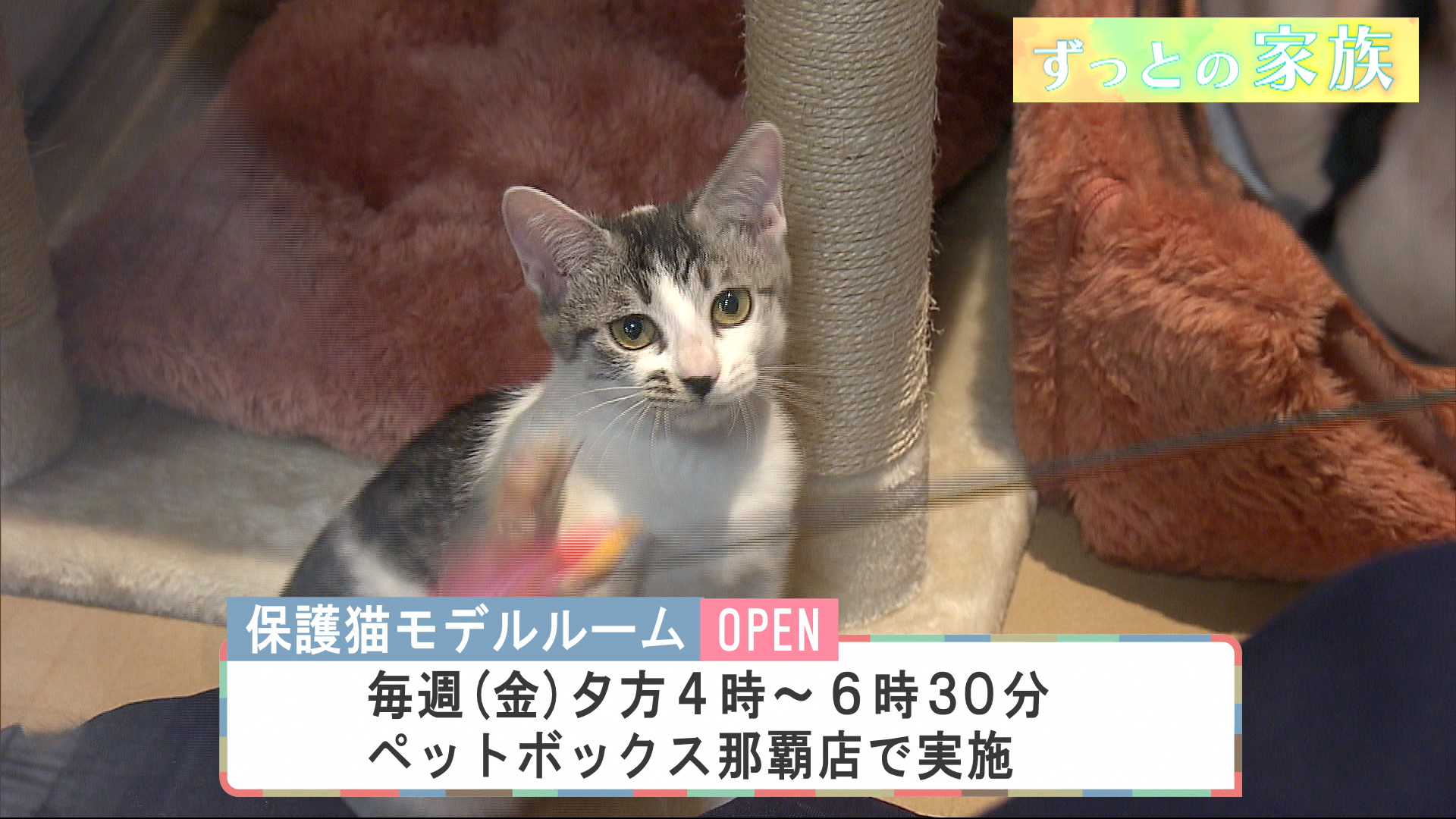 ずっとの家族「保護猫モデルルーム (3) 」