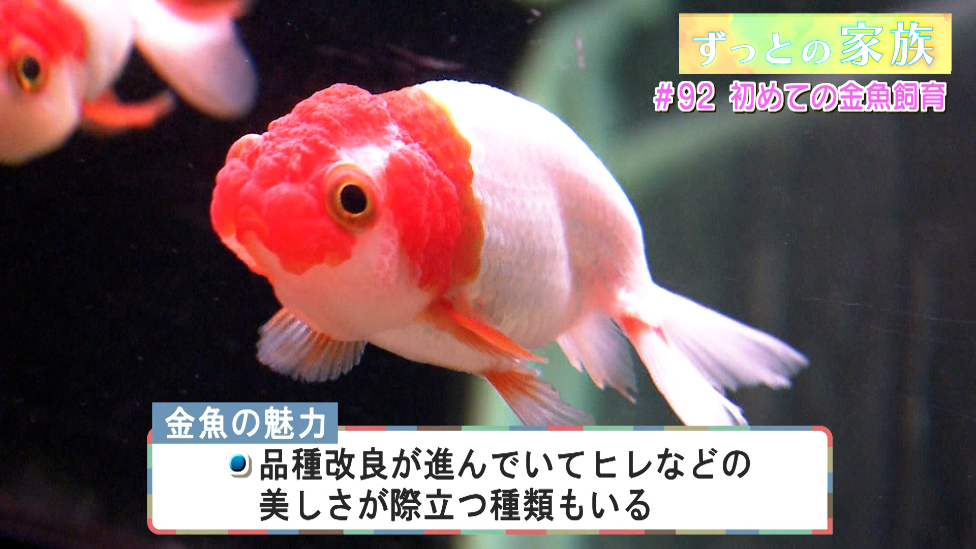 #92 初めての金魚飼育 (1)