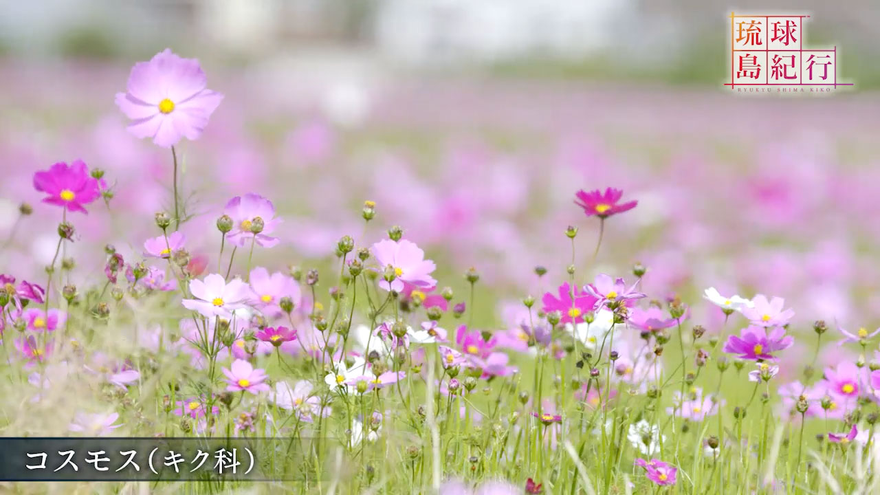 沖縄を彩る花々(2) 〜コスモス〜