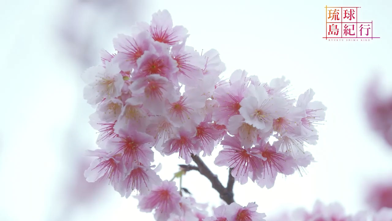 沖縄を彩る花々(3) 〜寒緋桜〜