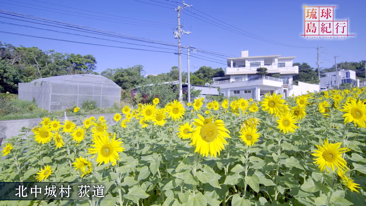 沖縄を彩る花々(4) 〜ヒマワリ〜