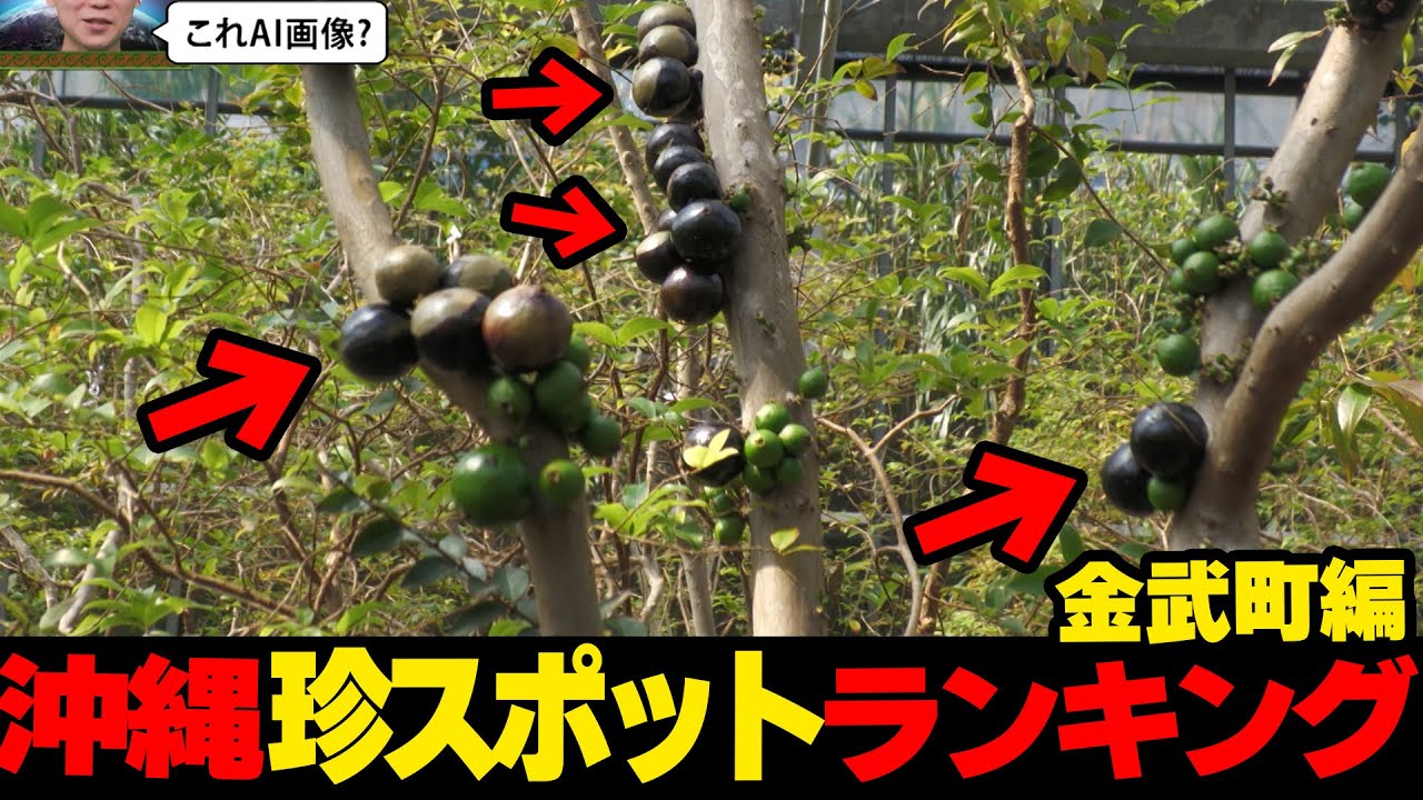 幹から生える世にも奇妙な果物..沖縄珍スポットランキング☆金武町編