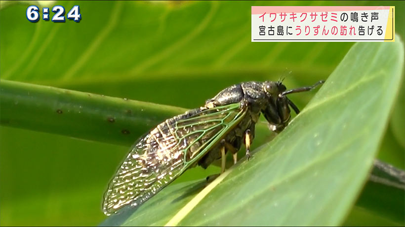 イワサキクサゼミ鳴き始める