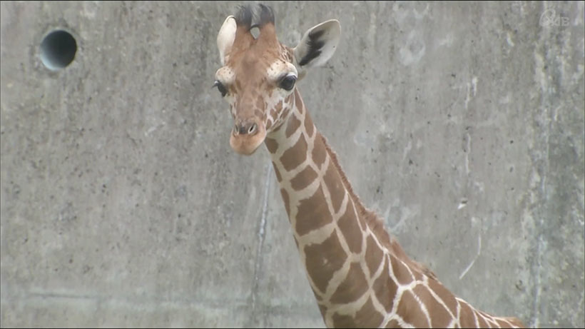 キリンの赤ちゃん命名式