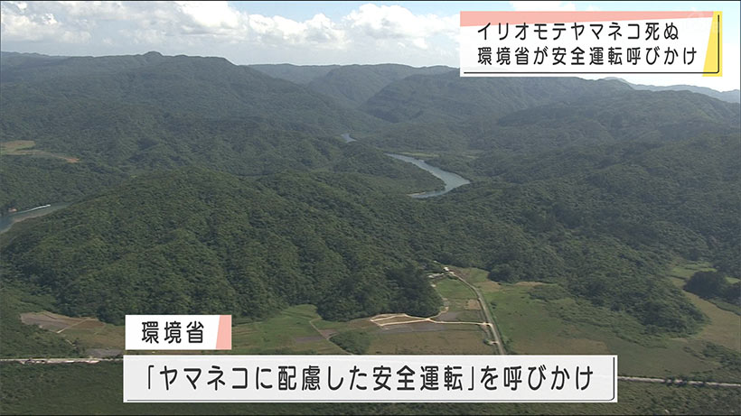 イリオモテヤマネコ死ぬ　交通事故か