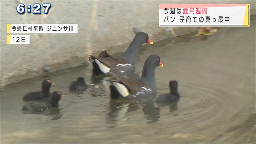 沖縄・今帰仁村の川で野鳥の「バン」の姿