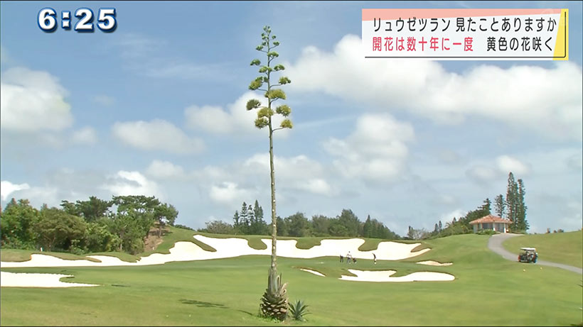 ゴルフ場で幻の花　開花