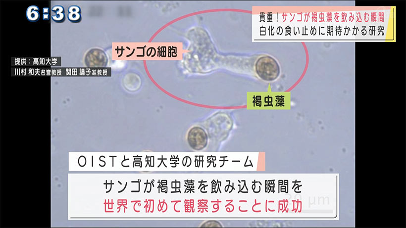 世界初！サンゴの細胞が褐虫藻を飲み込んだ瞬間を観察