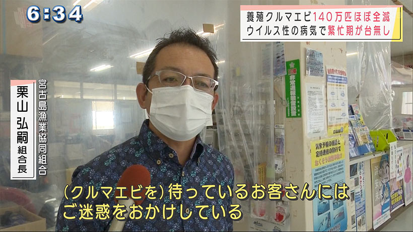 宮古島で養殖クルマエビ１４０万匹がほぼ全滅