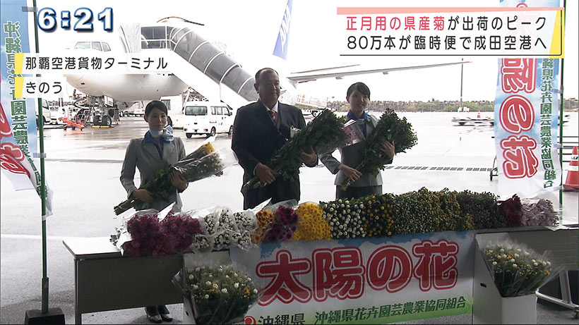 正月に向け沖縄産の菊が出荷の最盛期　今年は需要高まる