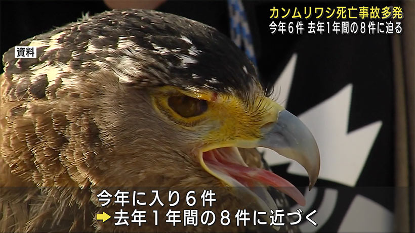 カンムリワシ１日で３件の交通事故