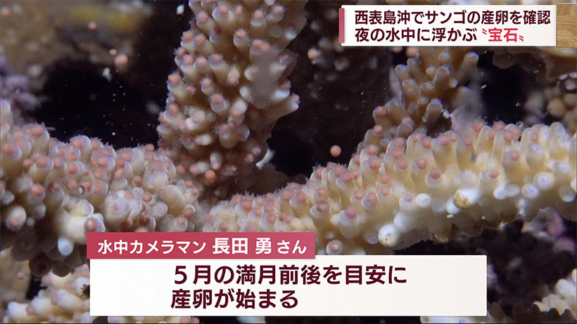 西表島で今年初？サンゴの産卵確認