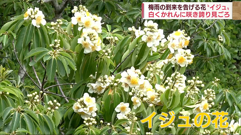 見ごろです！白くて可憐な「イジュの花」