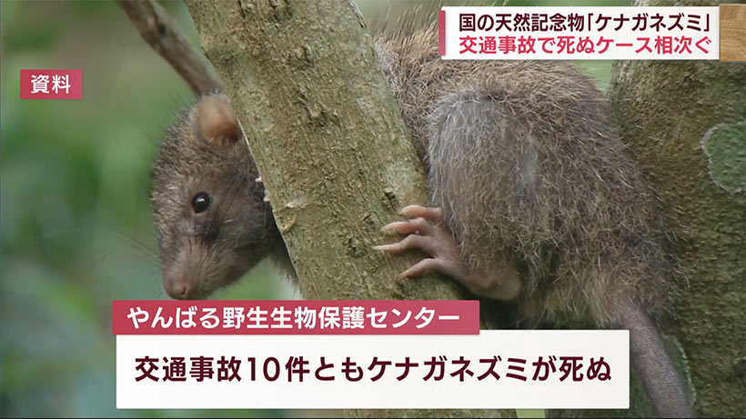 ケナガネズミ新たに２匹死ぬ