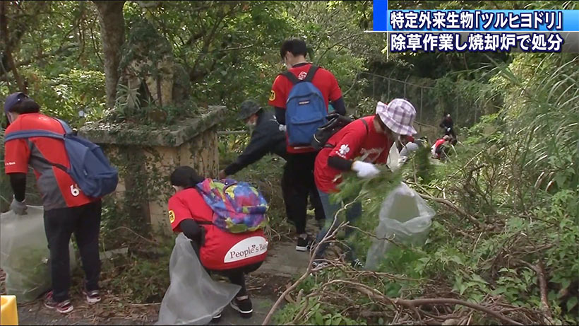 沖銀　ツルヒヨドリの除草作業