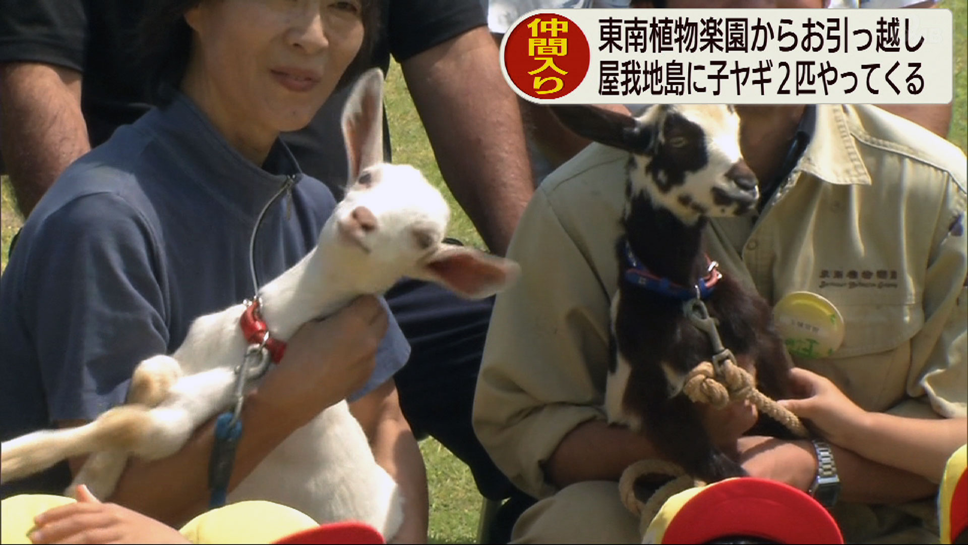 子ヤギが屋我地島にお引越し