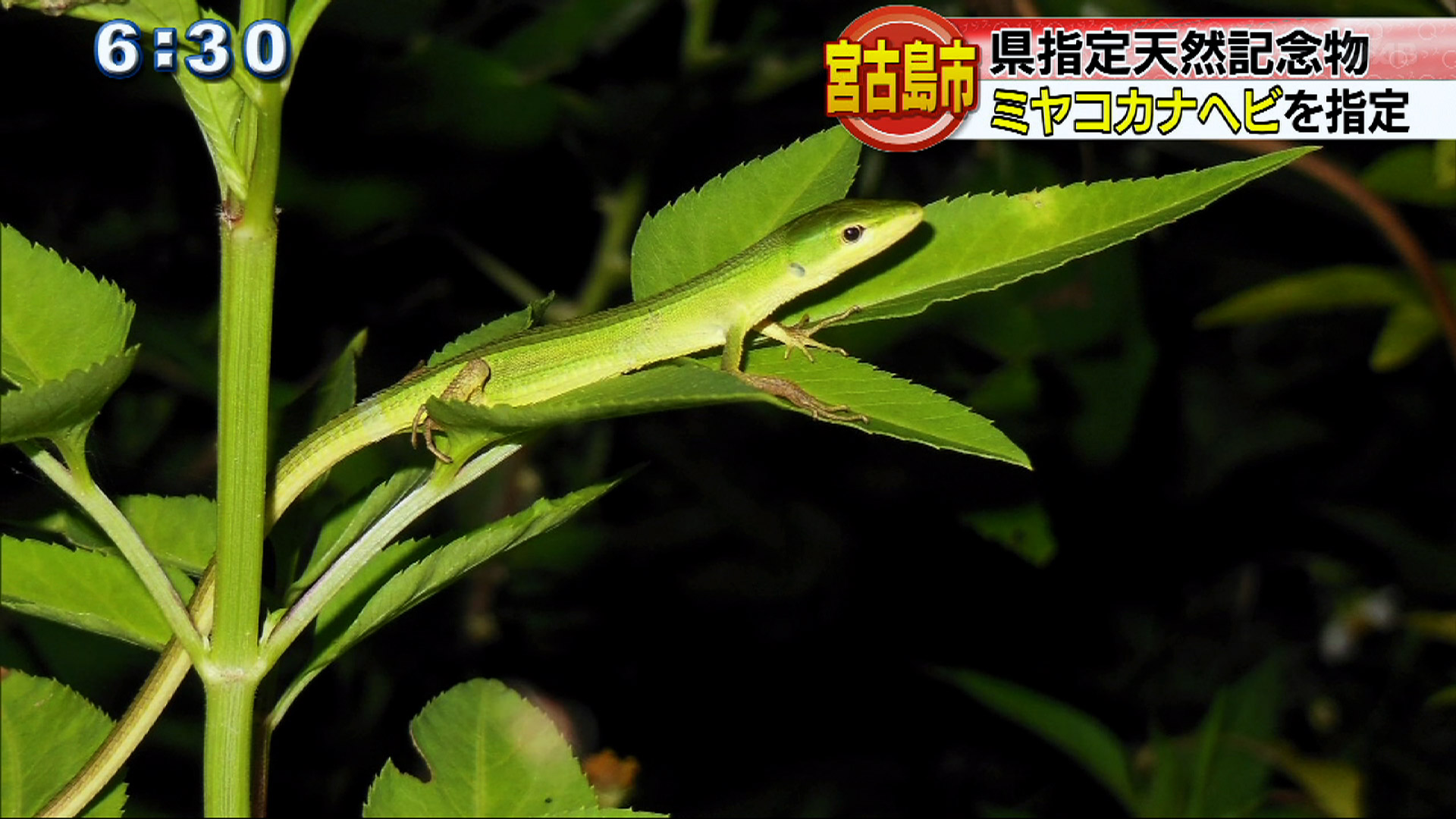 ミヤコカナヘビが県指定天然記念物に