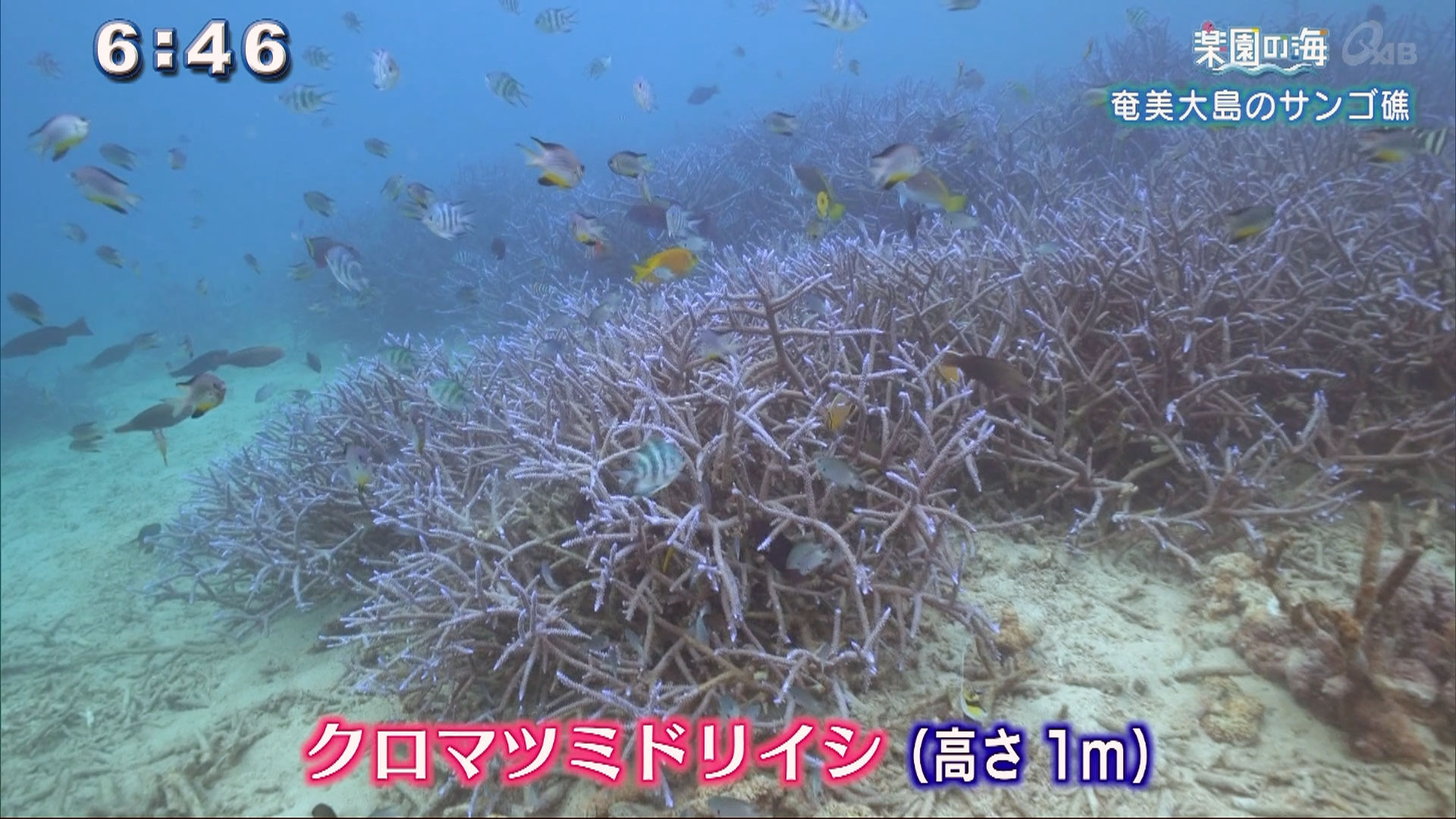 楽園の海 奄美大島のサンゴ礁