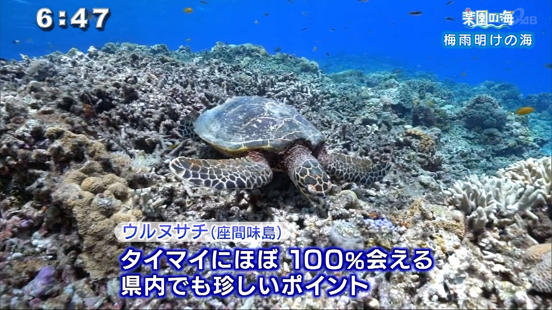 楽園の海 梅雨明けの海