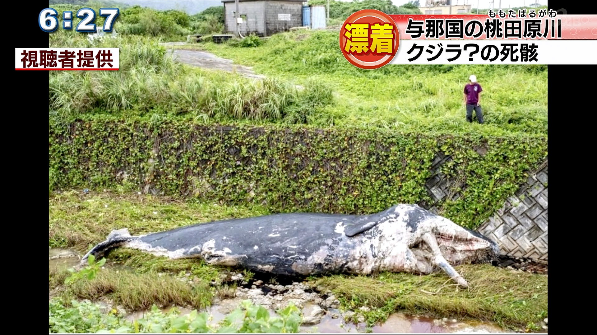 台風の影響？与那国島の川にクジラの死骸？