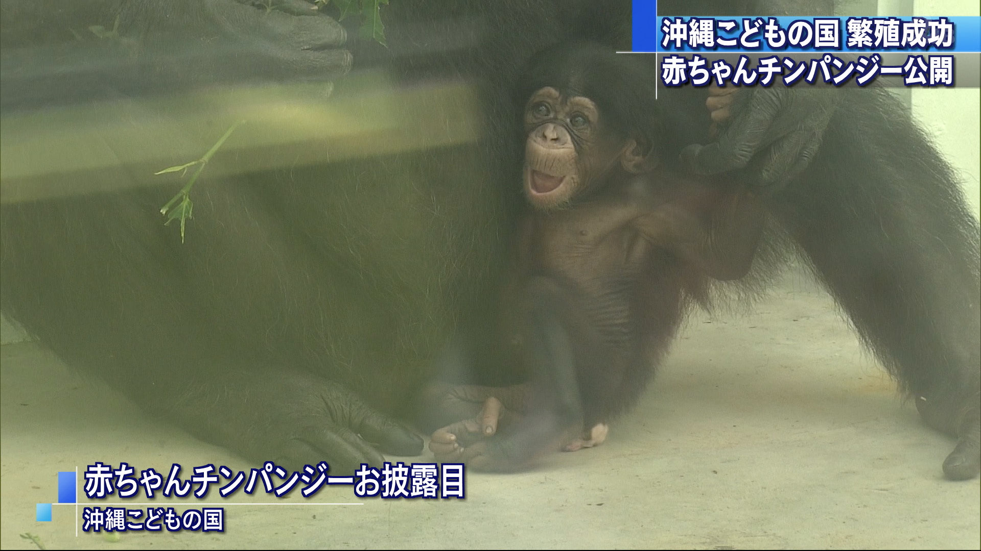 チンパンジーの赤ちゃんお披露目　沖縄こどもの国