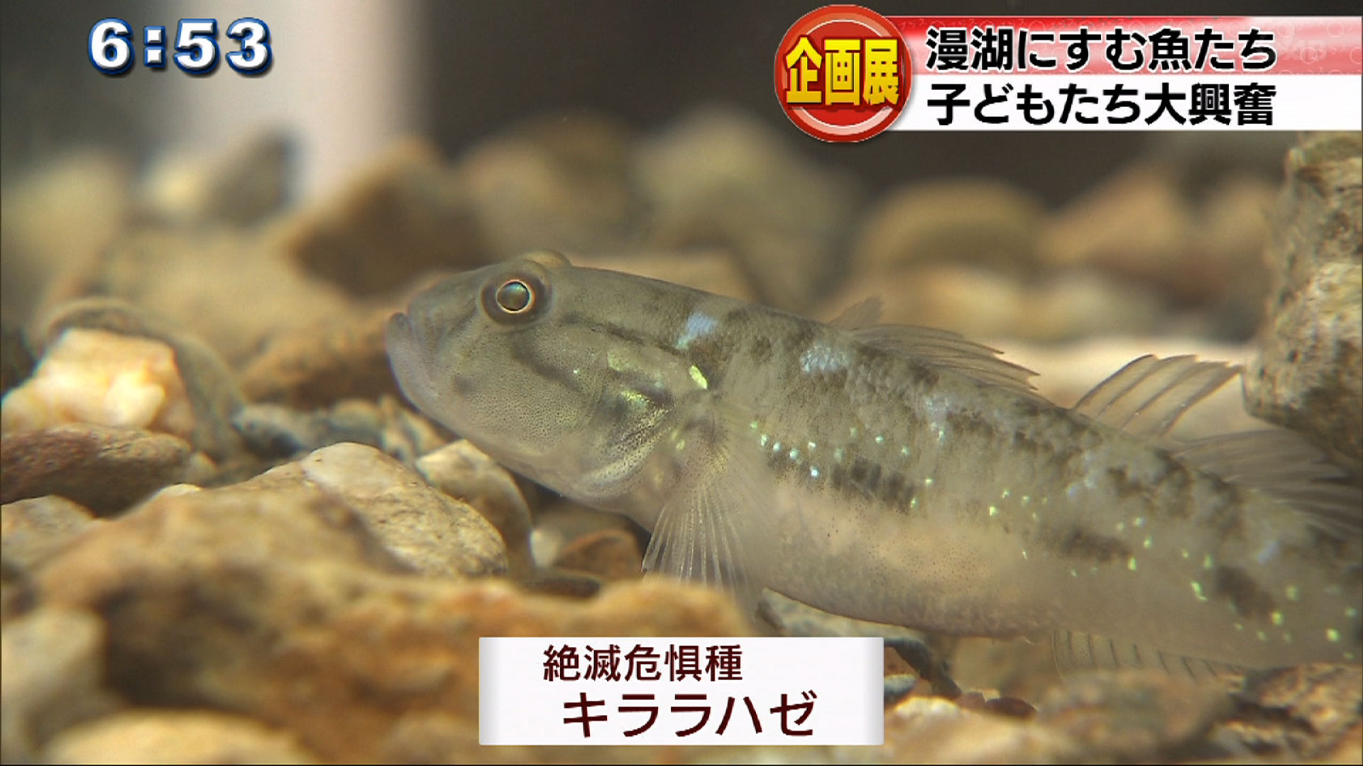 企画展「漫湖みんなで水族館」