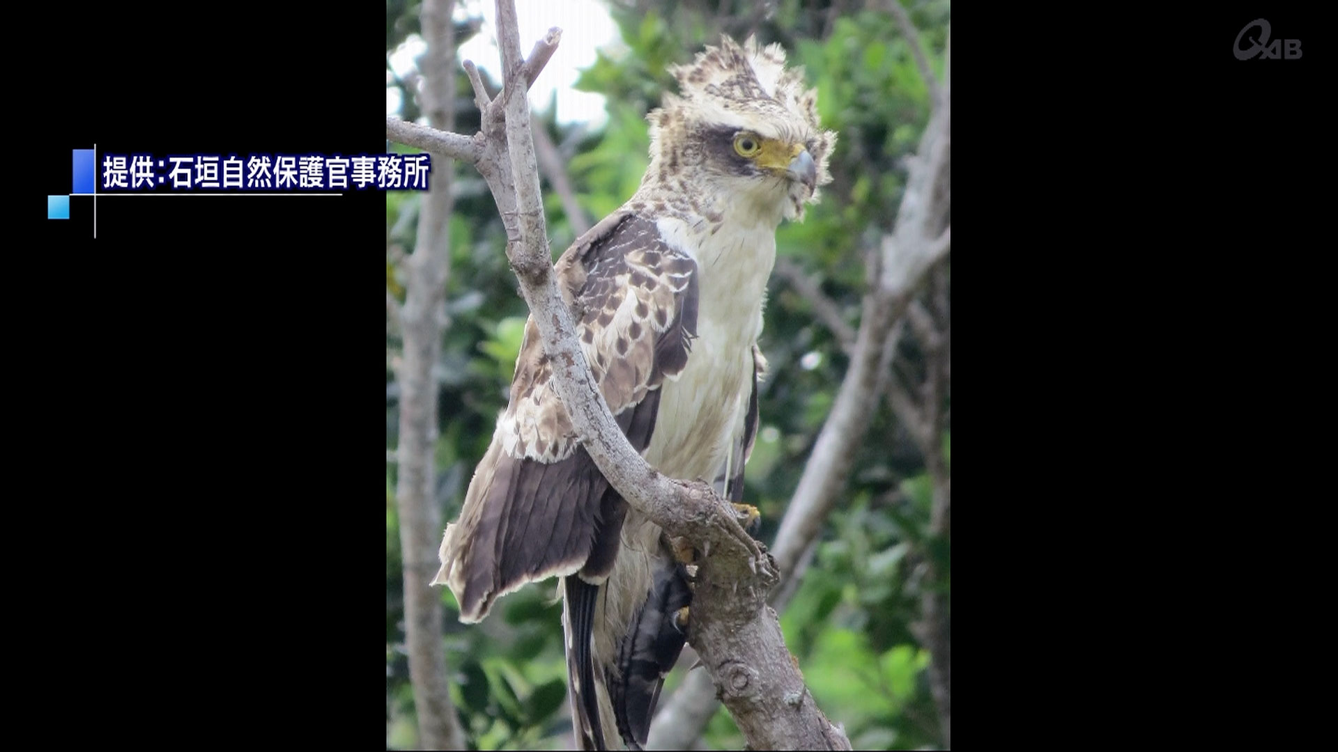 絶滅危惧種カンムリワシの交通事故に注意