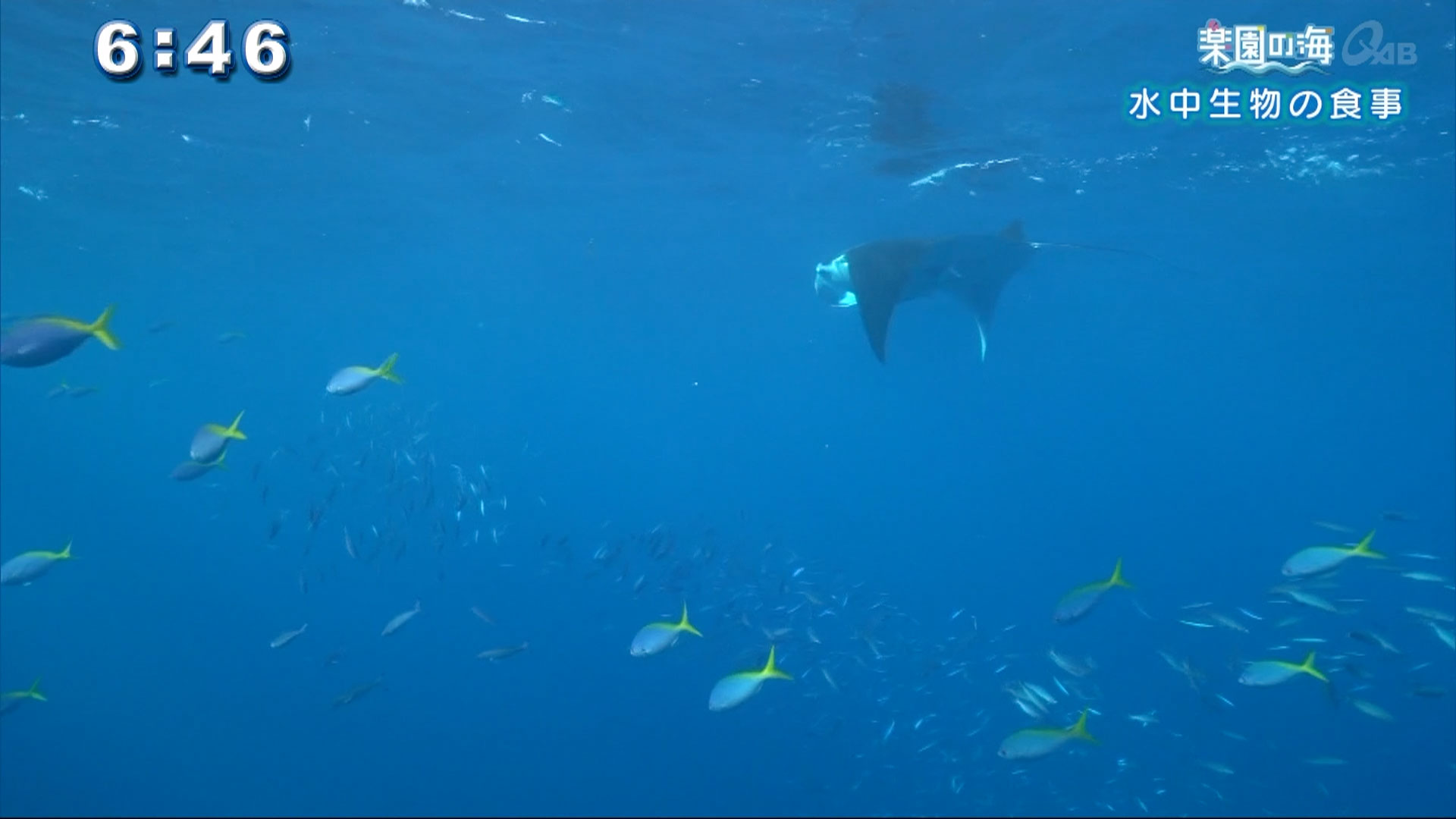 楽園の海 水中生物の食事