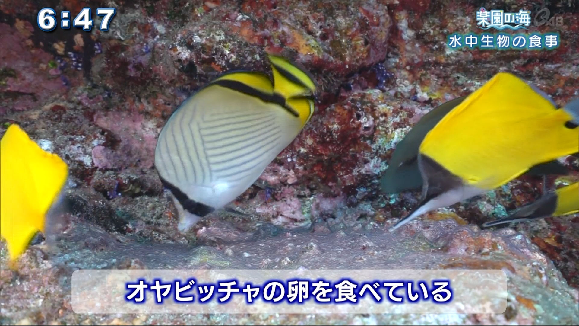 楽園の海 水中生物の食事 Qab News Headline