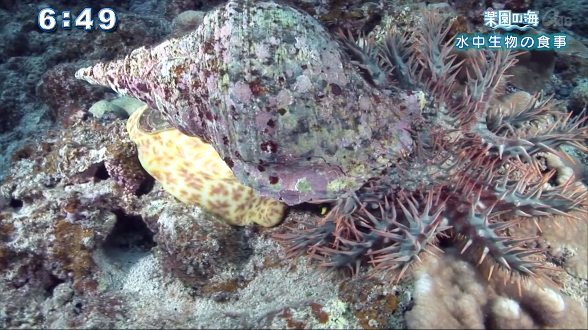 楽園の海 水中生物の食事 Qab News Headline