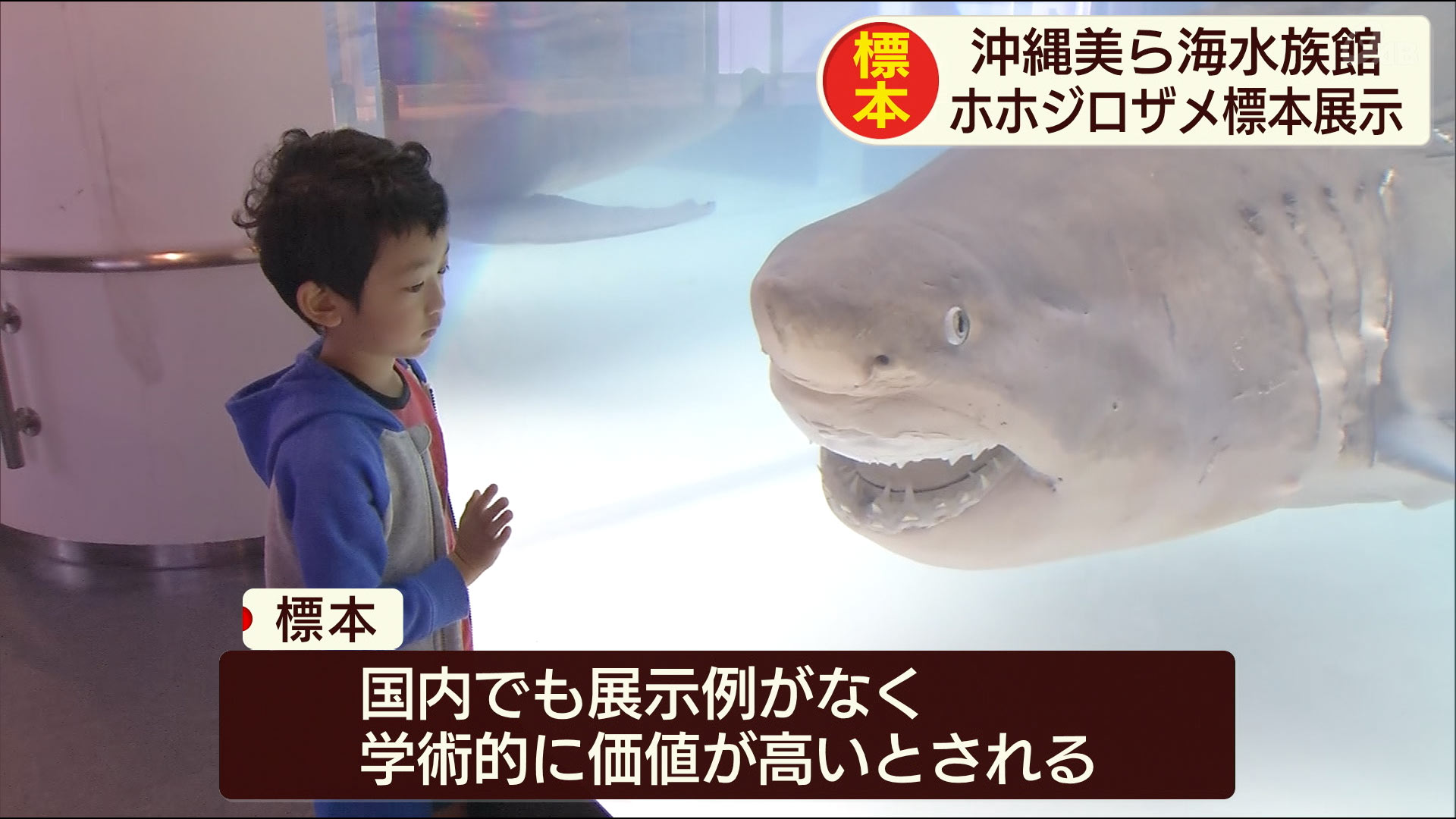 この方法によるホホジロザメの成魚の標本は国内でも展示例がなく、きわめて学術的に価値が高いものとされています。