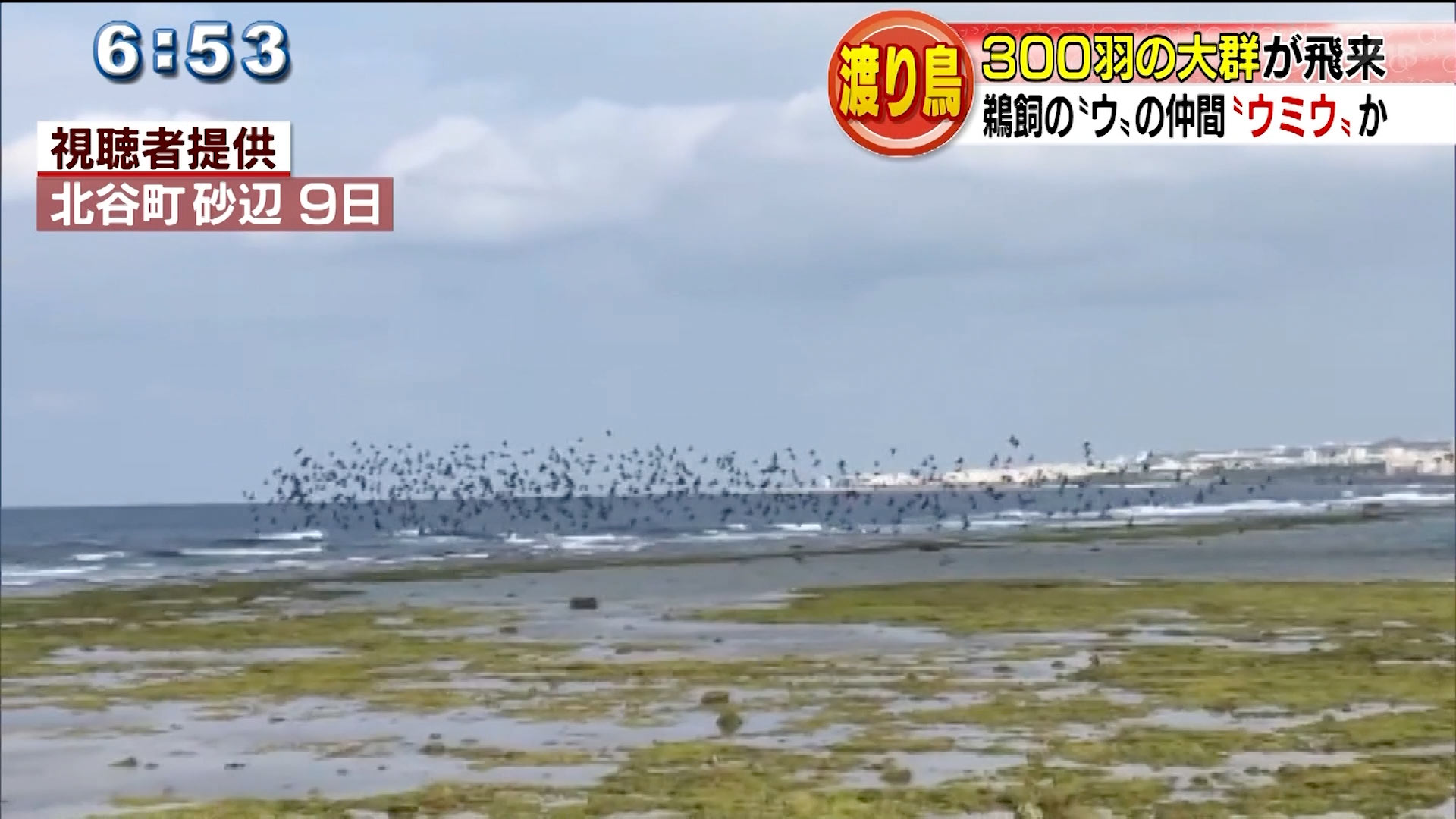 渡り鳥３００羽　ウミウか？