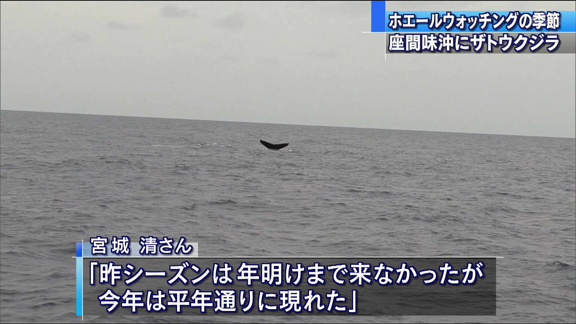 座間味沖でザトウクジラ2頭を確認