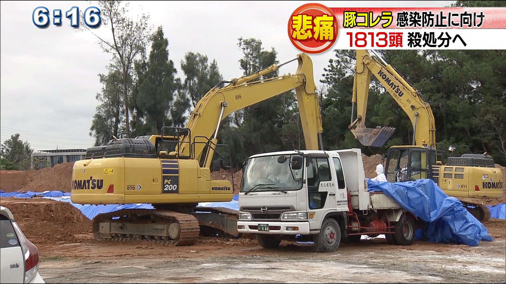 豚コレラ　殺処分続く