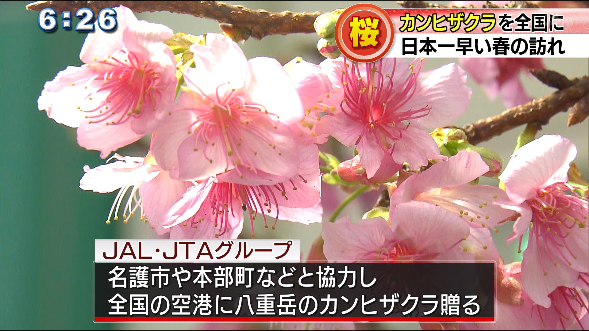 日本一早い桜を全国にお届け