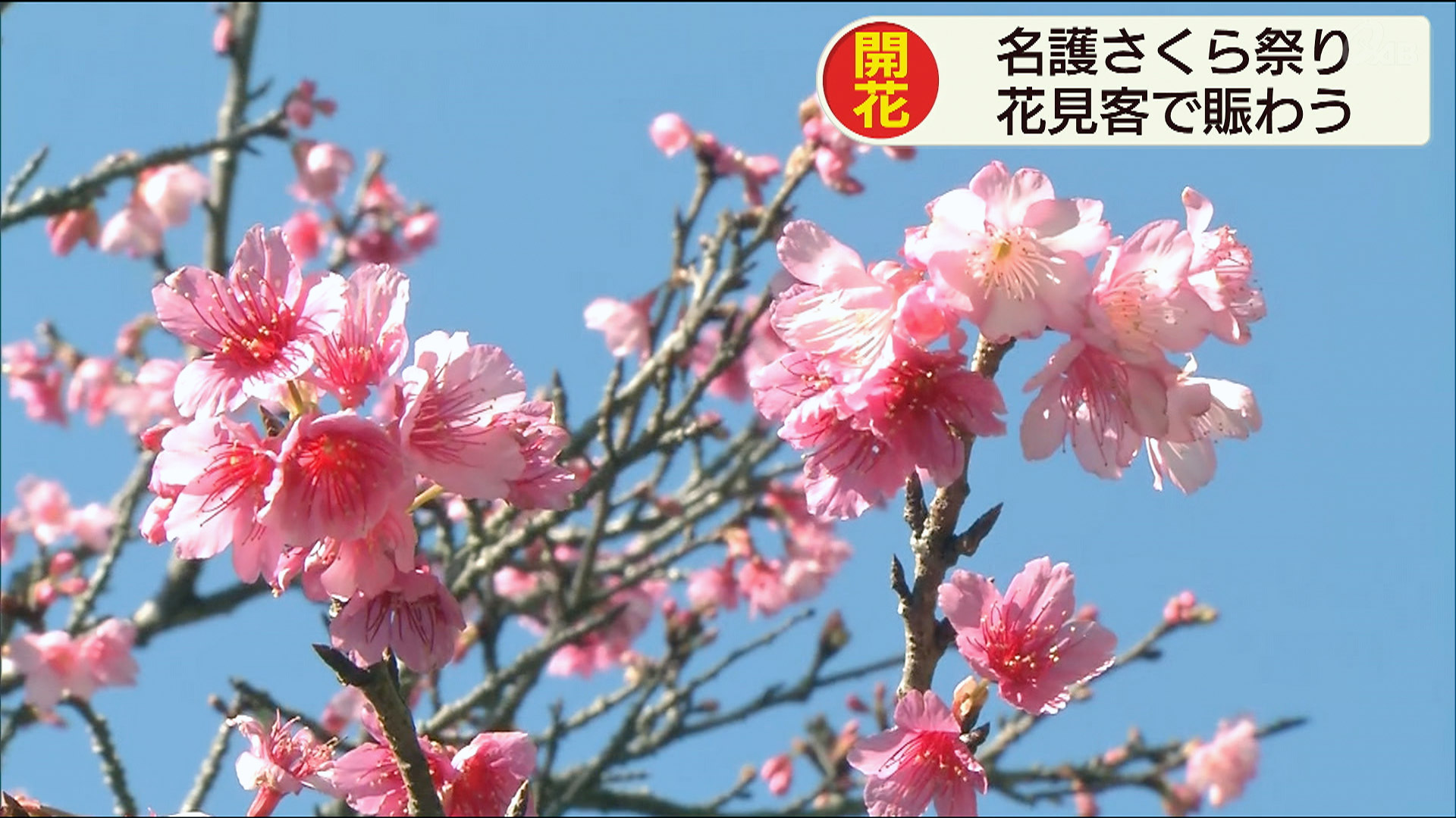 名護さくら祭り開幕