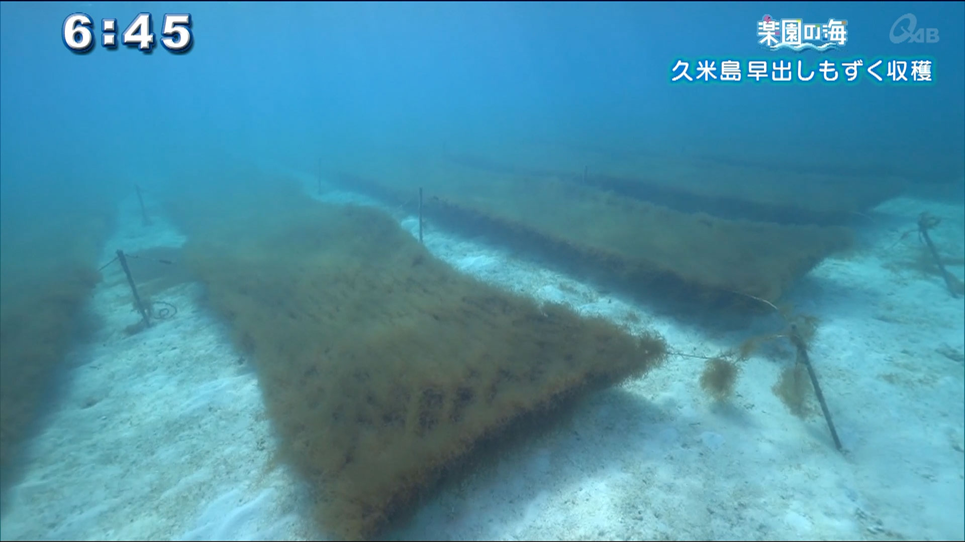 楽園の海～久米島 早出しもずく収穫～